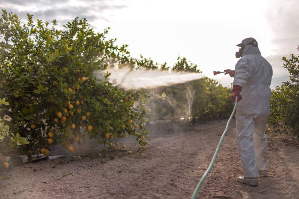 Best Local Pest Control Services  in Falls Church, VA